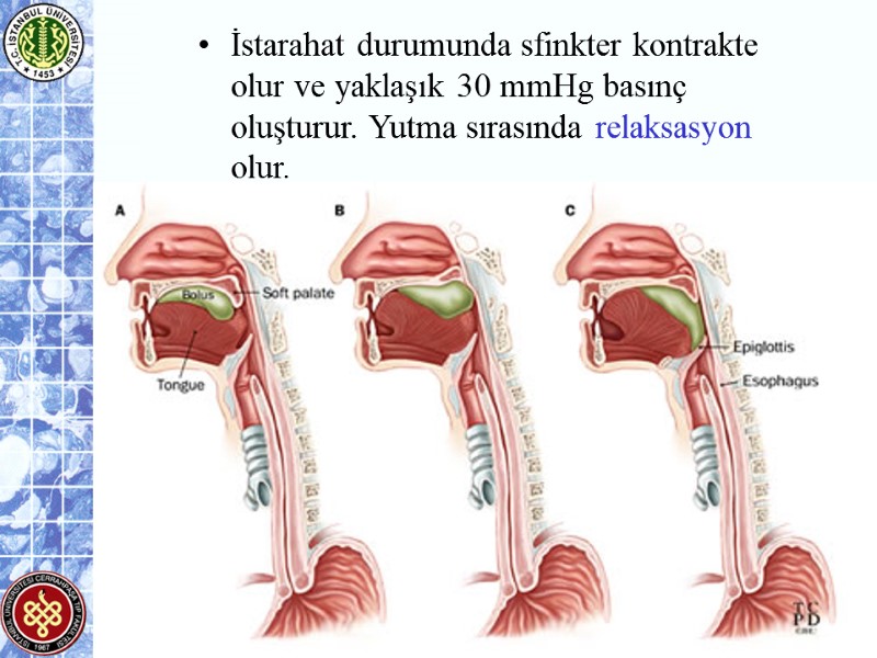 İstarahat durumunda sfinkter kontrakte olur ve yaklaşık 30 mmHg basınç oluşturur. Yutma sırasında relaksasyon